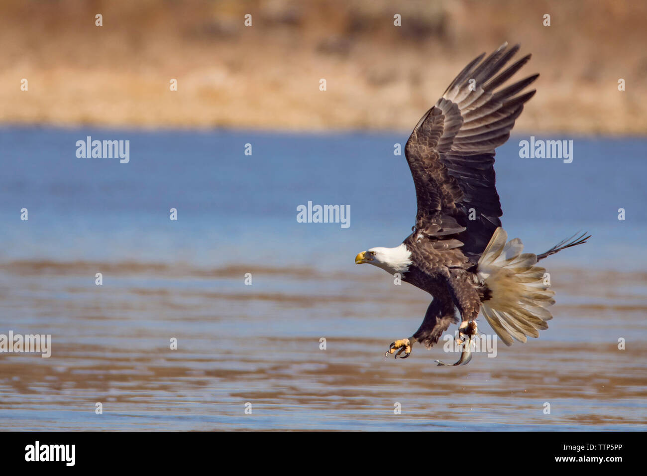 Seitenansicht der Weißkopfseeadler Jagd Fisch über See Stockfoto