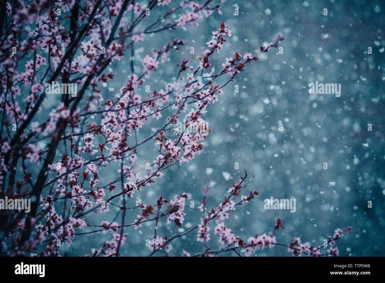 Blossom tree bei Schneefall Stockfoto