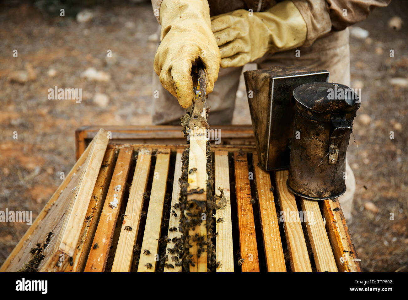 Imker heben den Rahmen aus dem Bienenstock Stockfoto