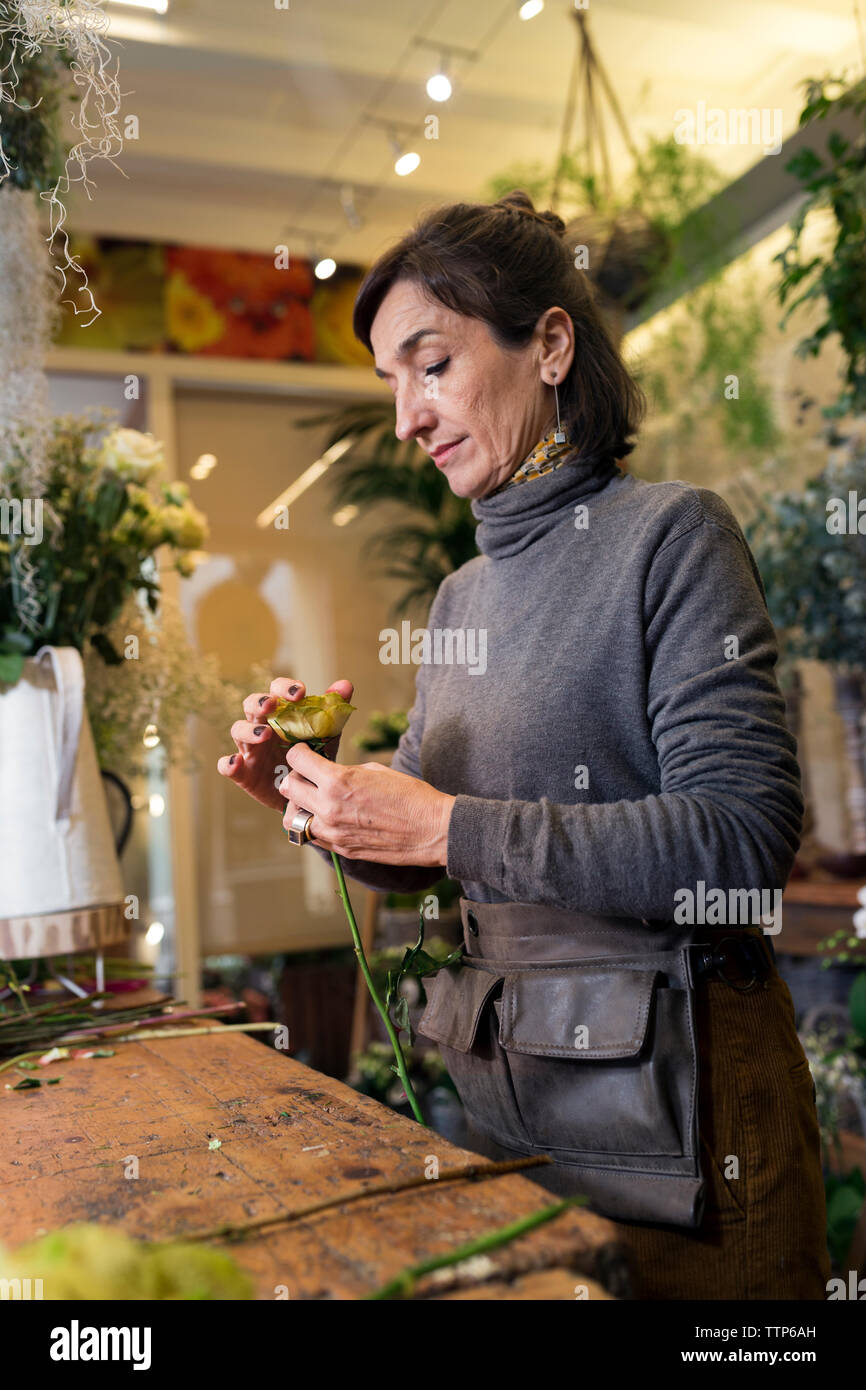 Ältere Frau im Flower Shop Schreibtisch Reinigung eine Blume für Bouquet Stockfoto