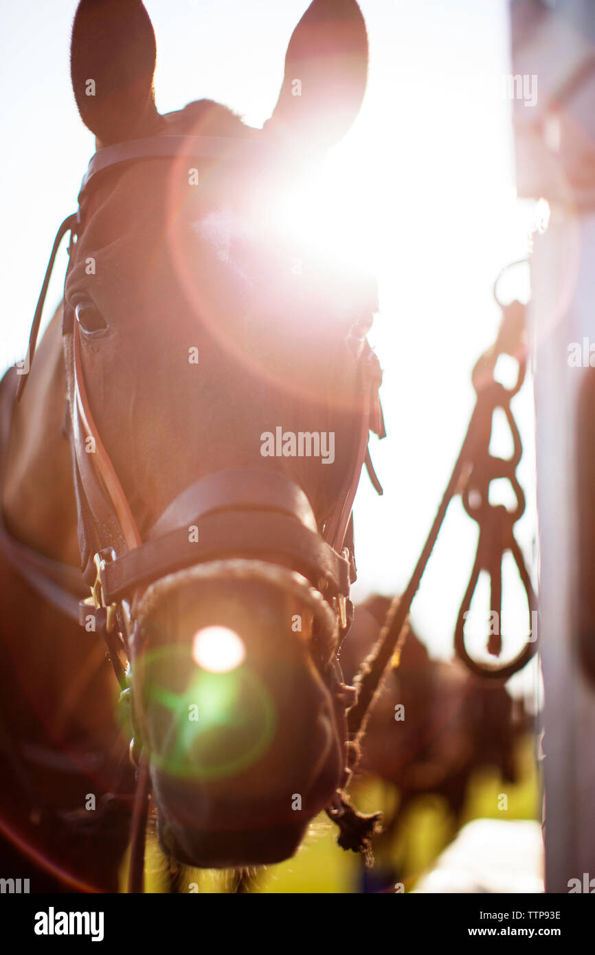In der Nähe von Pferd stehend an Feld an einem sonnigen Tag Stockfoto