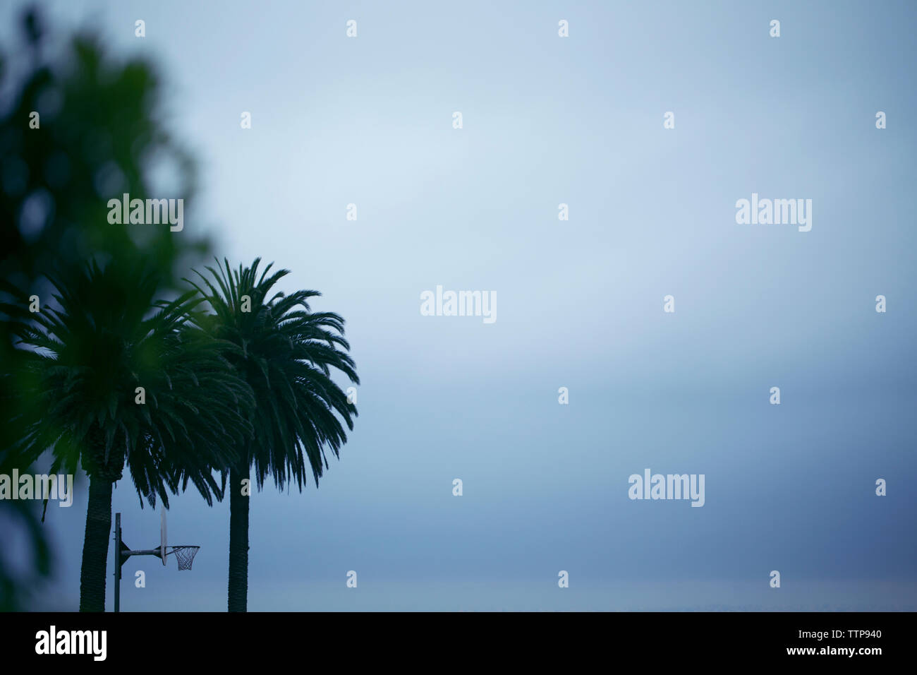 Niedrigen Winkel Blick auf Palmen gegen bewölktem Himmel Stockfoto