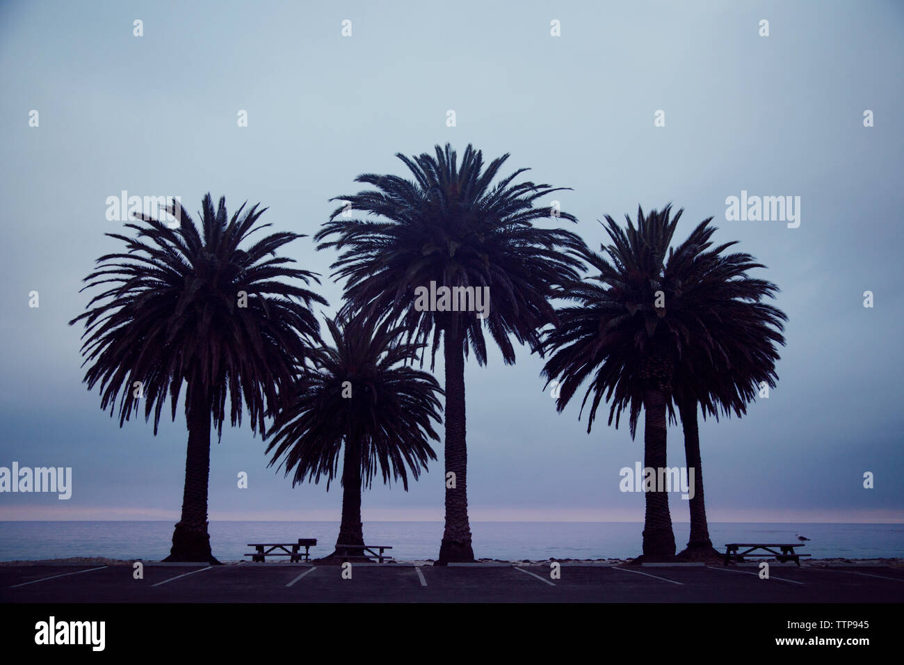 Palmen am Ufer gegen bewölkter Himmel Stockfoto