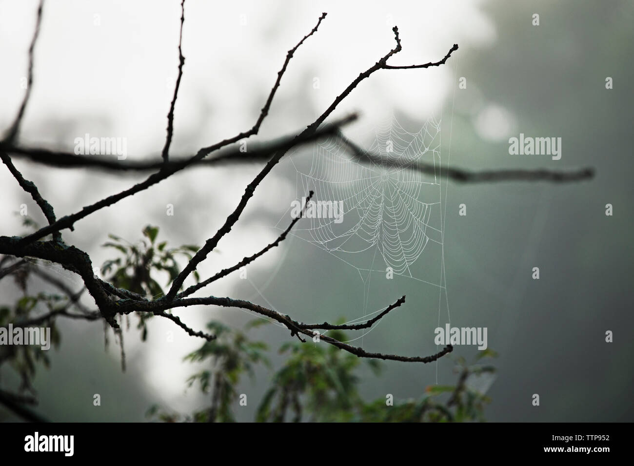 In der Nähe von Spider web auf Zweige Stockfoto