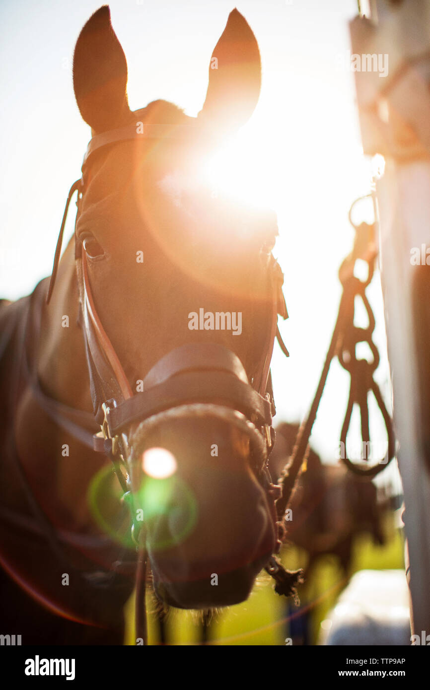 Portrait von Pferd stehend an Feld an einem sonnigen Tag Stockfoto
