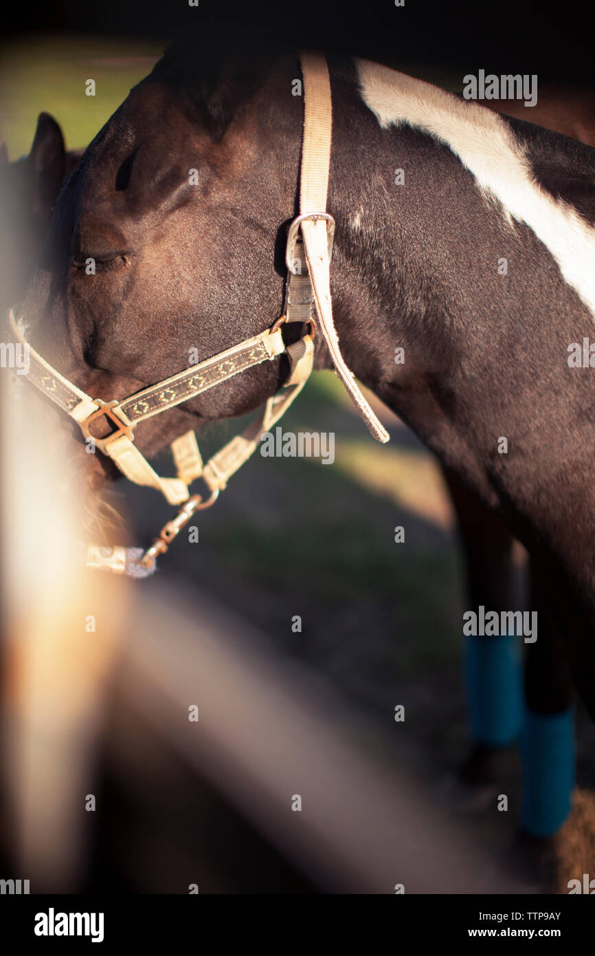 In der Nähe von Pferd stehend auf dem Feld Stockfoto