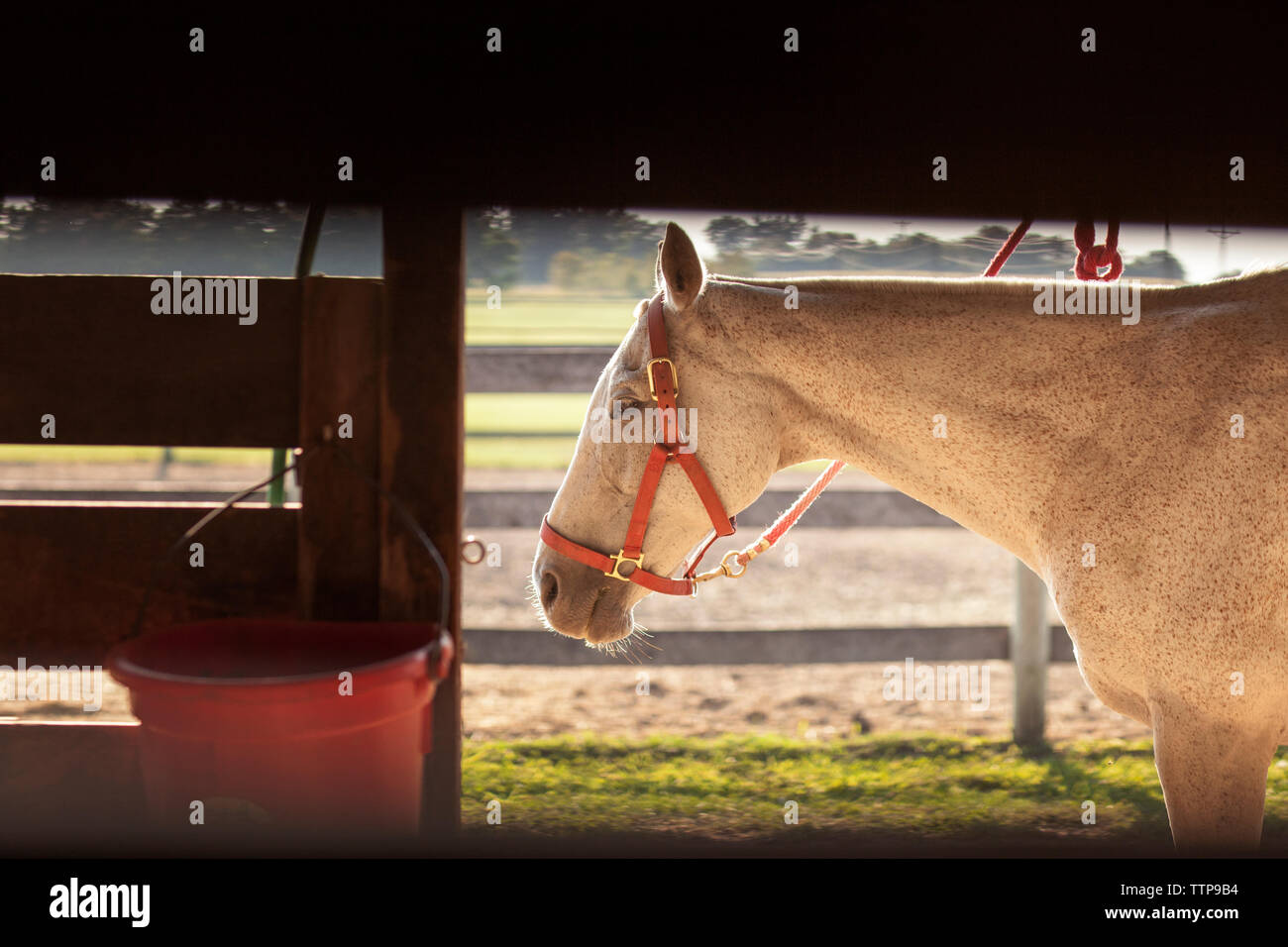 Seitenansicht des Pferd stehend auf dem Feld Stockfoto