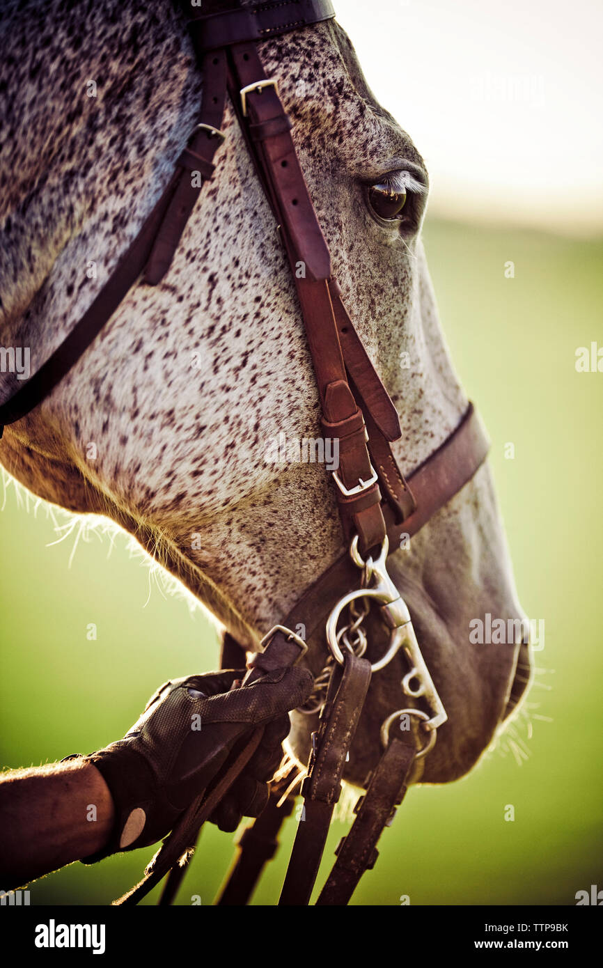 Zugeschnittenes Bild einer Hand, die Zügel des Pferdes Stockfoto