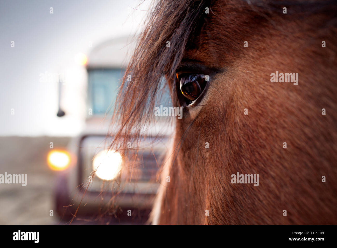In der Nähe der Horse Eye gegen beleuchtete Fahrzeug auf Feld Stockfoto