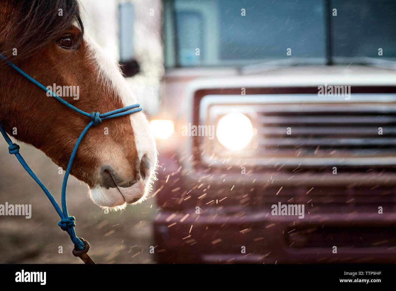 Pferd stehend durch beleuchtete Fahrzeug auf Feld Stockfoto