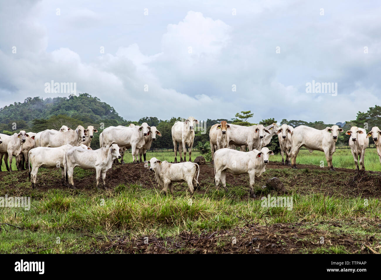 Grasende Kühe auf der Wiese gegen bewölkter Himmel Stockfoto