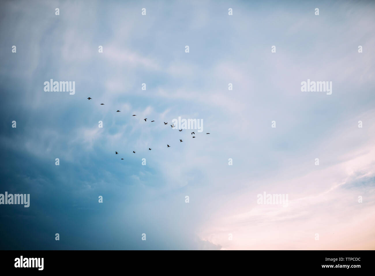 Niedrigen Winkel Ansicht der Vögel im Himmel Stockfoto