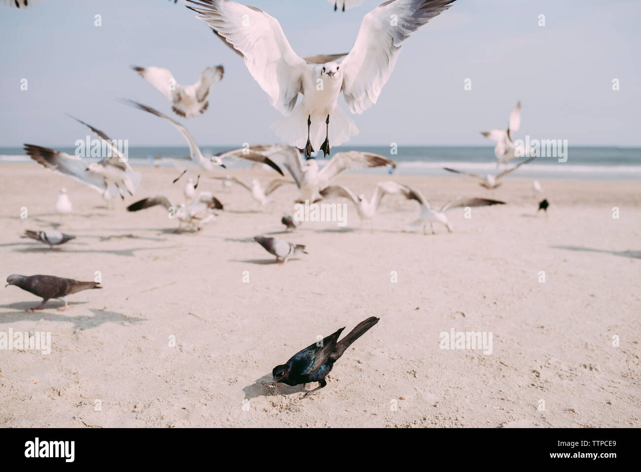 Möwen und Tauben am Strand gegen Sky Stockfoto