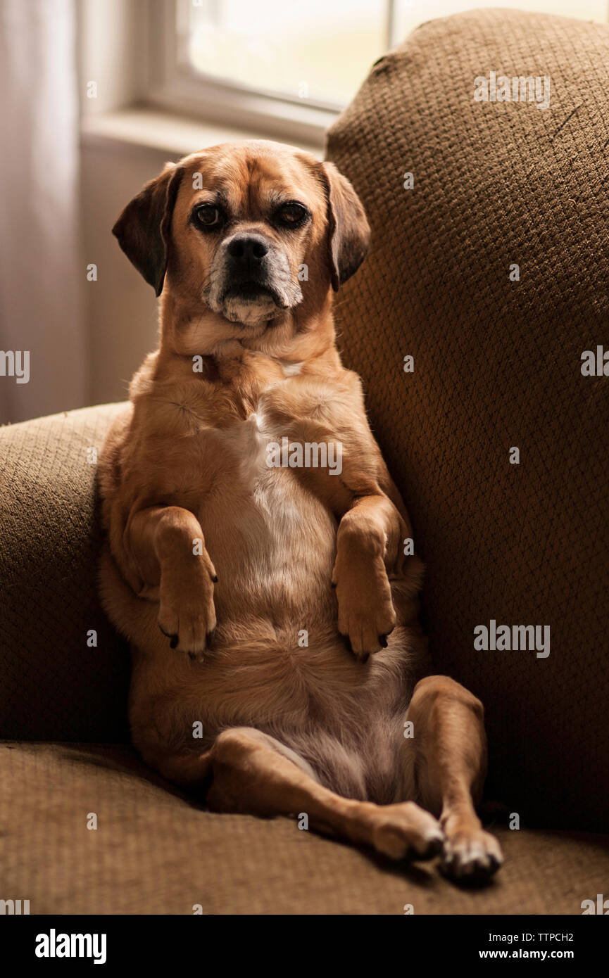 Porträt der Hund sitzt zu Hause auf sofa Stockfoto