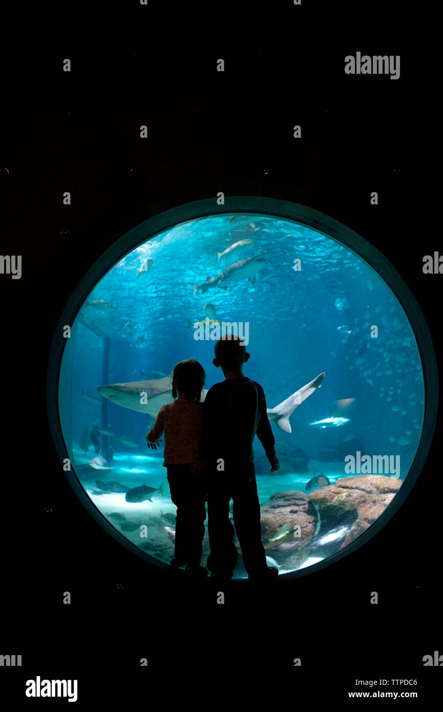 Geschwister mit Blick auf die Fische im Aquarium stehen Stockfoto