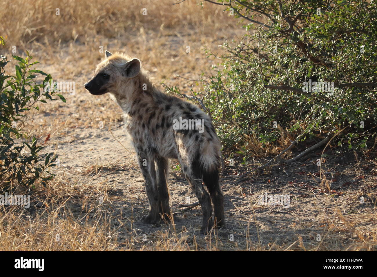 Hyäne Cub in trockenem Gras Stockfoto