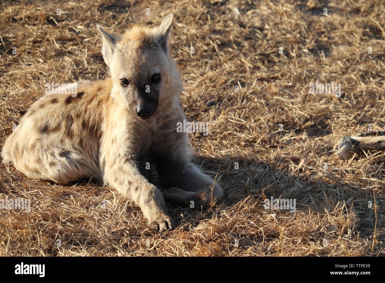 Hyäne Cub in trockenem Gras Stockfoto