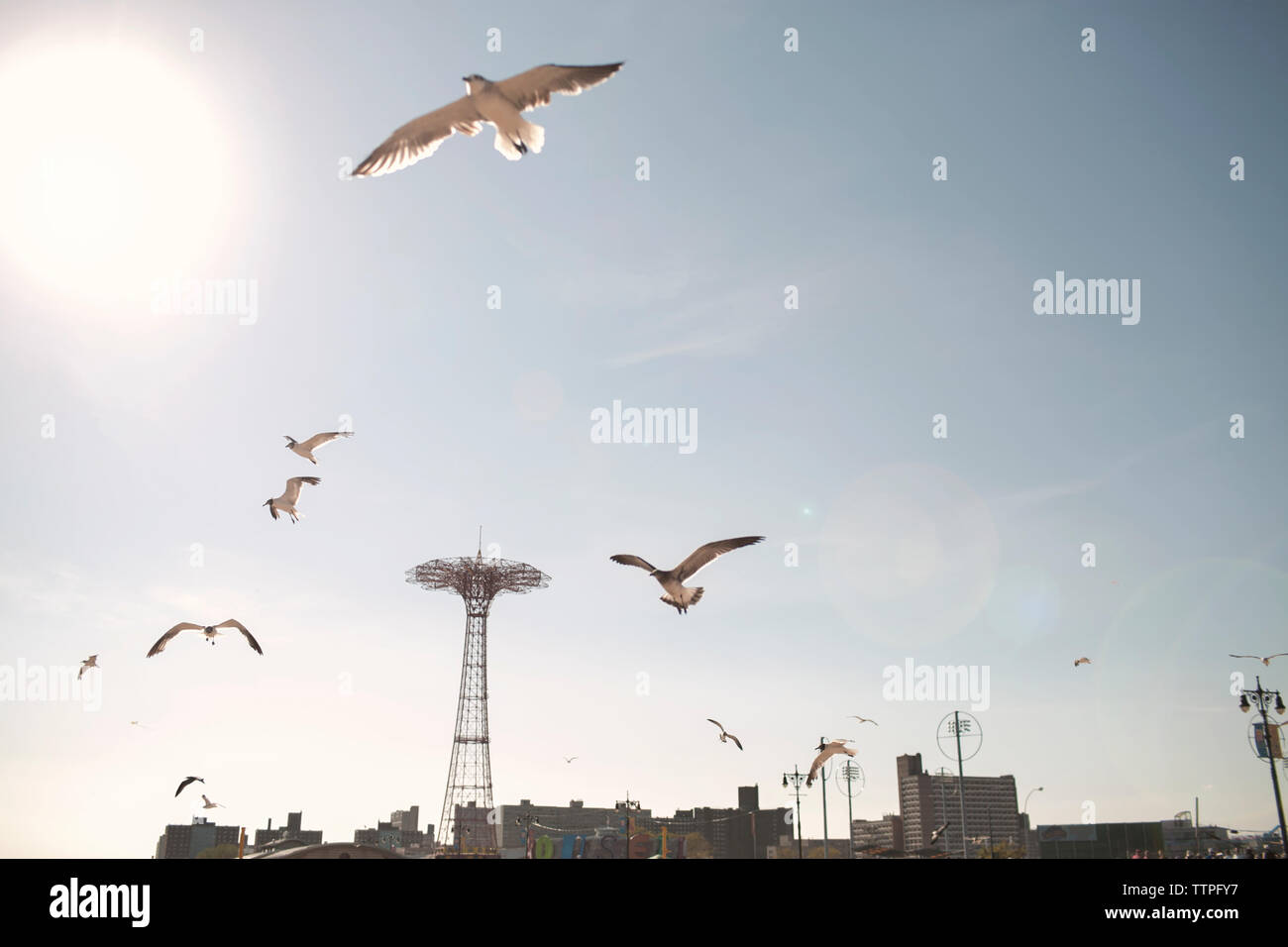 Vögel fliegen gegen den Himmel in Coney Island an einem sonnigen Tag Stockfoto