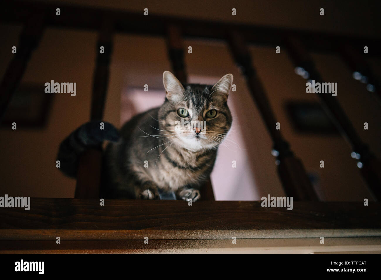 Portrait von tabby Katze von Geländer Stockfoto