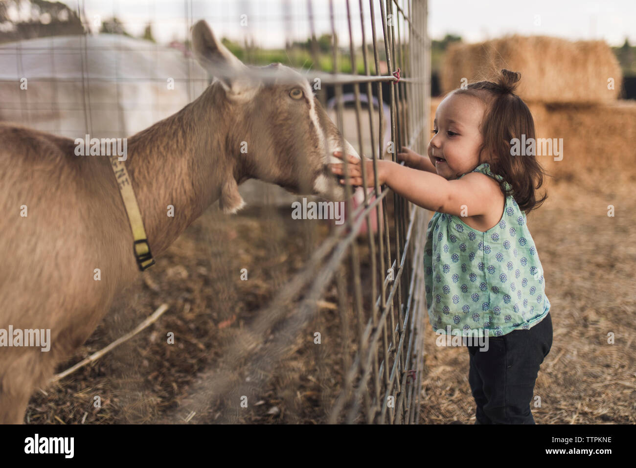 Seitenansicht des Baby Mädchen berühren Ziege in Tiergehege Stockfoto