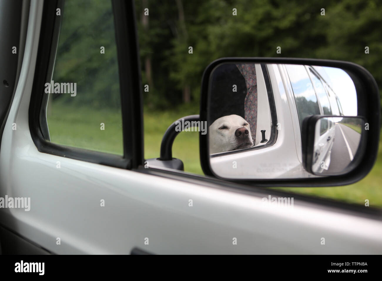 Reflexion der Labrador Retriever auf Außenspiegel Stockfoto