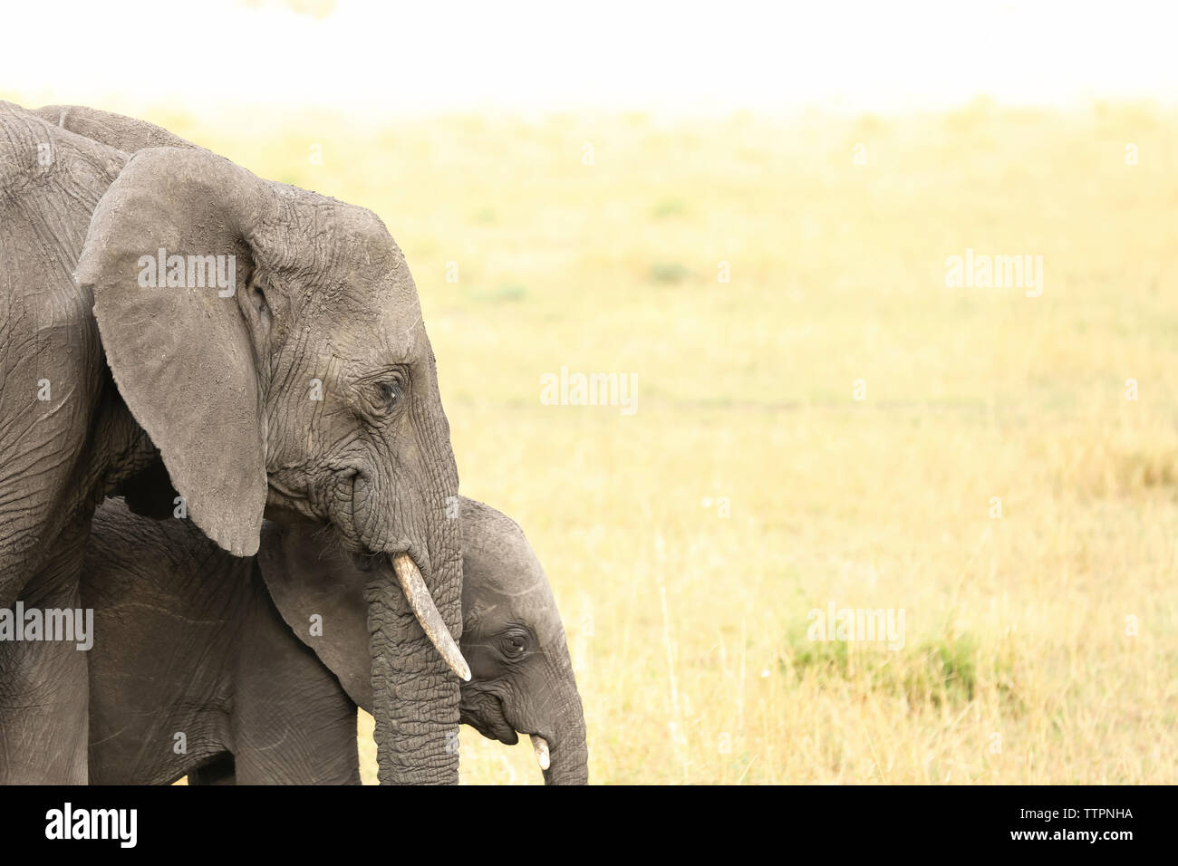 Elefant mit Kalb auf Feld in der Serengeti National Park Stockfoto