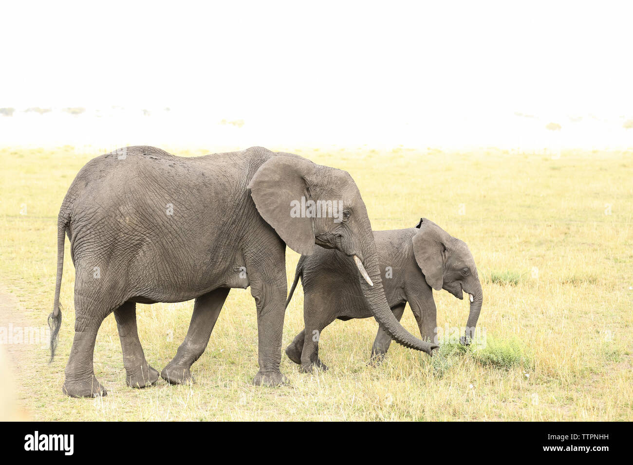 Seitenansicht der Elefant mit Kalb auf dem Feld an der Serengeti National Park gegen Sky Stockfoto
