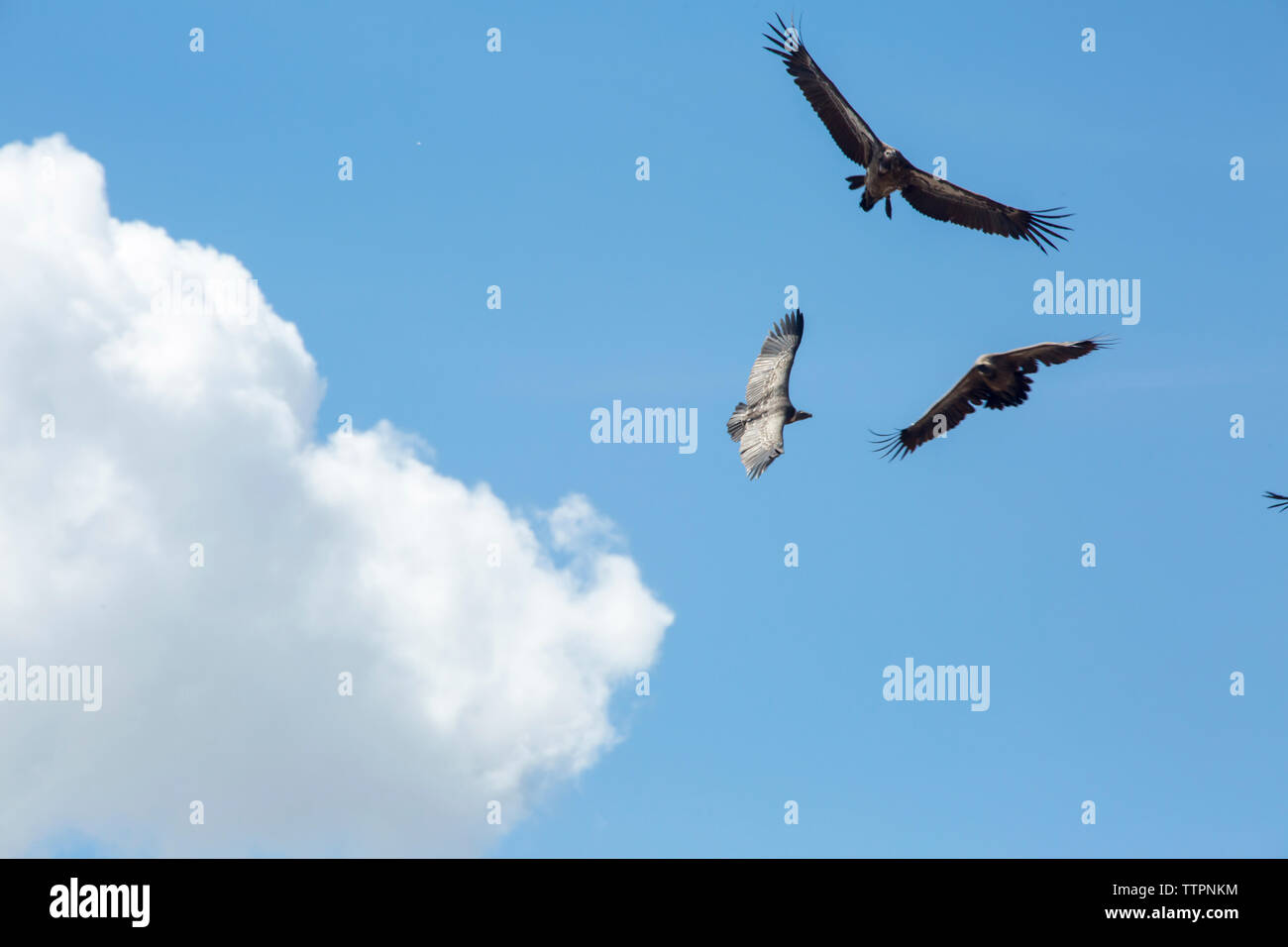 Low Angle View von Vögeln gegen bewölkter Himmel fliegen Stockfoto