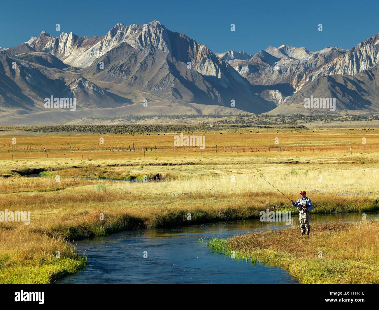 Fliegenfischen der Owens River für Forellen. Stockfoto