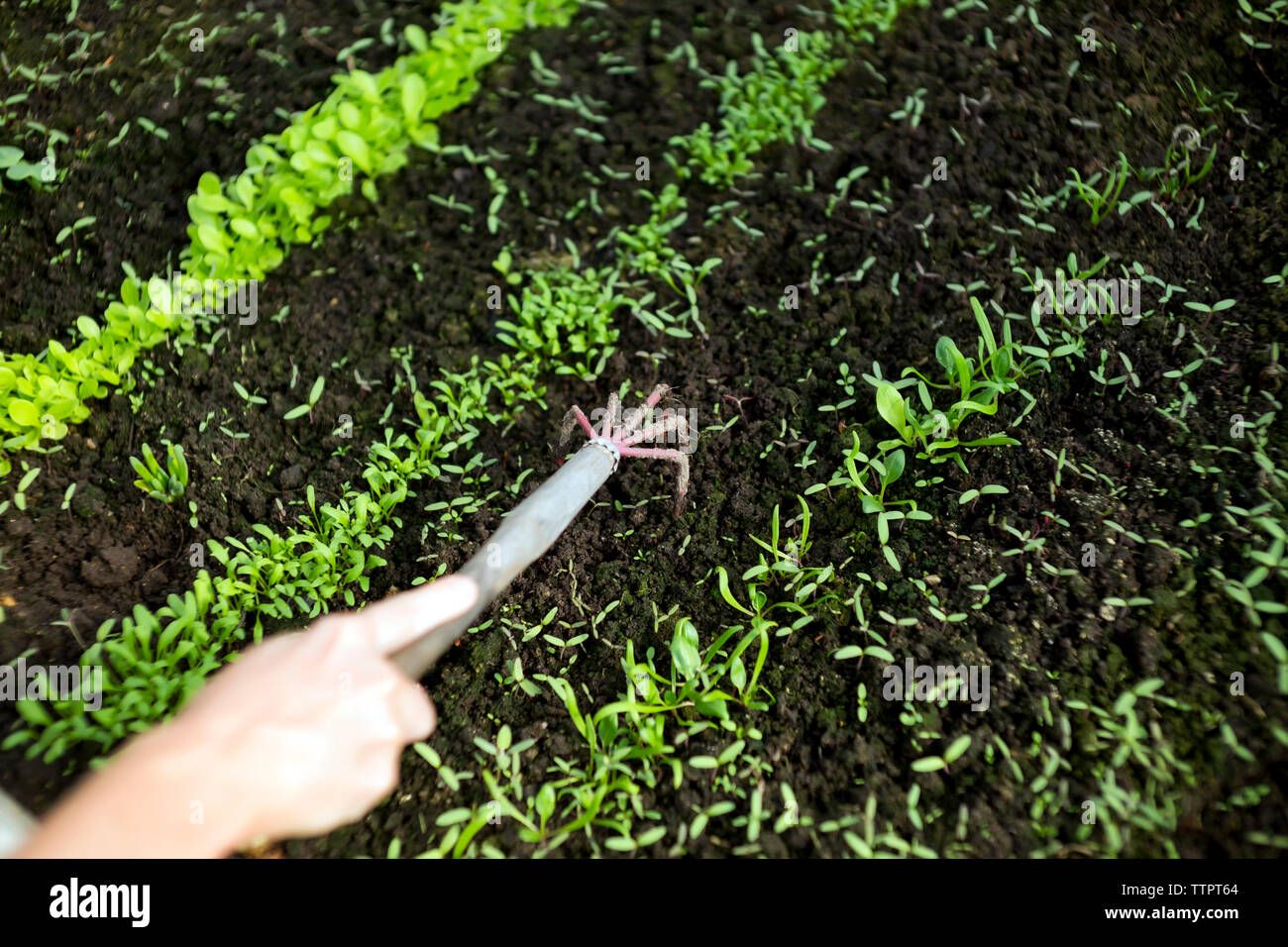 Hohe Betrachtungswinkel der Hand Frau lösen Boden mit Gartenarbeit Gabel im Gewächshaus Stockfoto