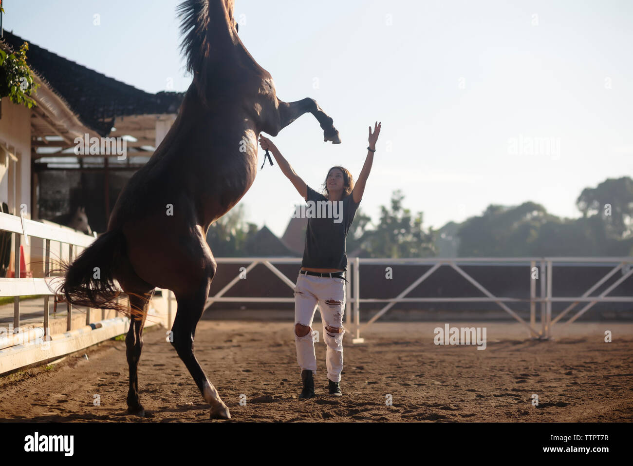 Frau Ausbildung Pferd beim Stehen an der Ranch Stockfoto