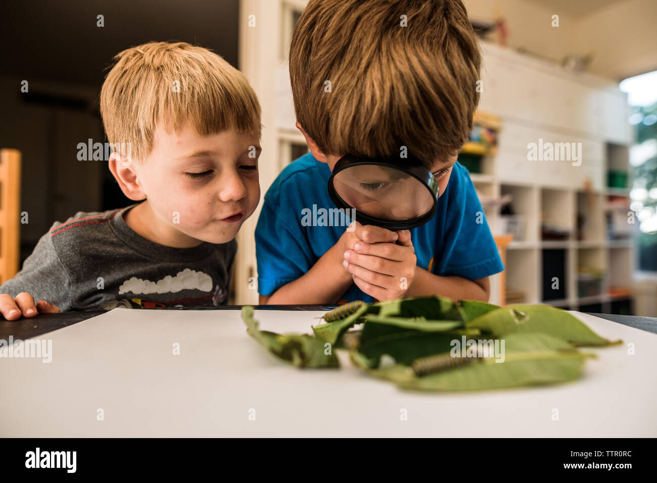 Zwei Jungen Raupen mit einer Lupe untersuchen Stockfoto