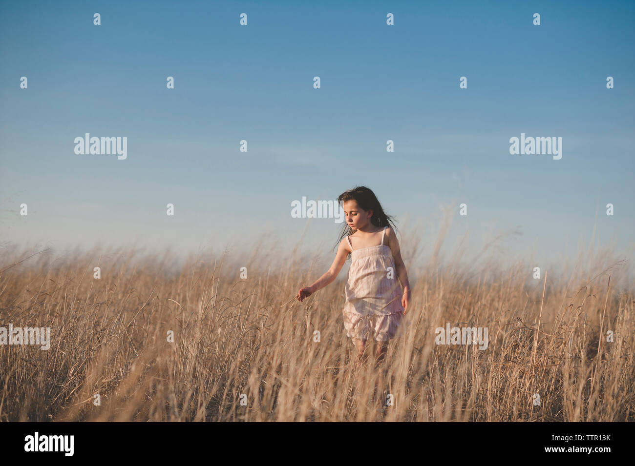 Mädchen berühren trockenes Gras beim Gehen auf Feld gegen den blauen Himmel Stockfoto