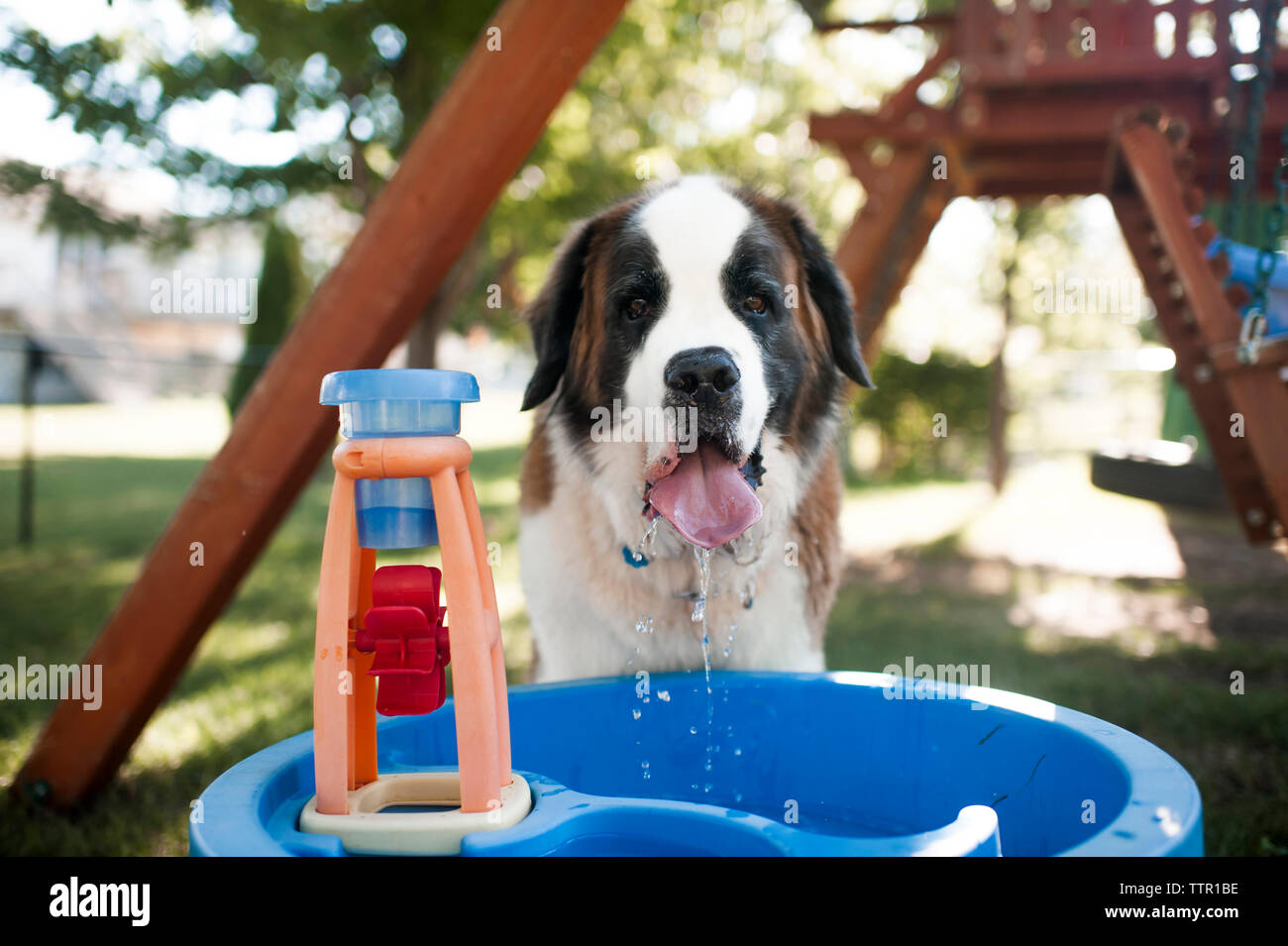 Portrait von Hund Trinkwasser aus Behälter an einem Spielplatz Stockfoto