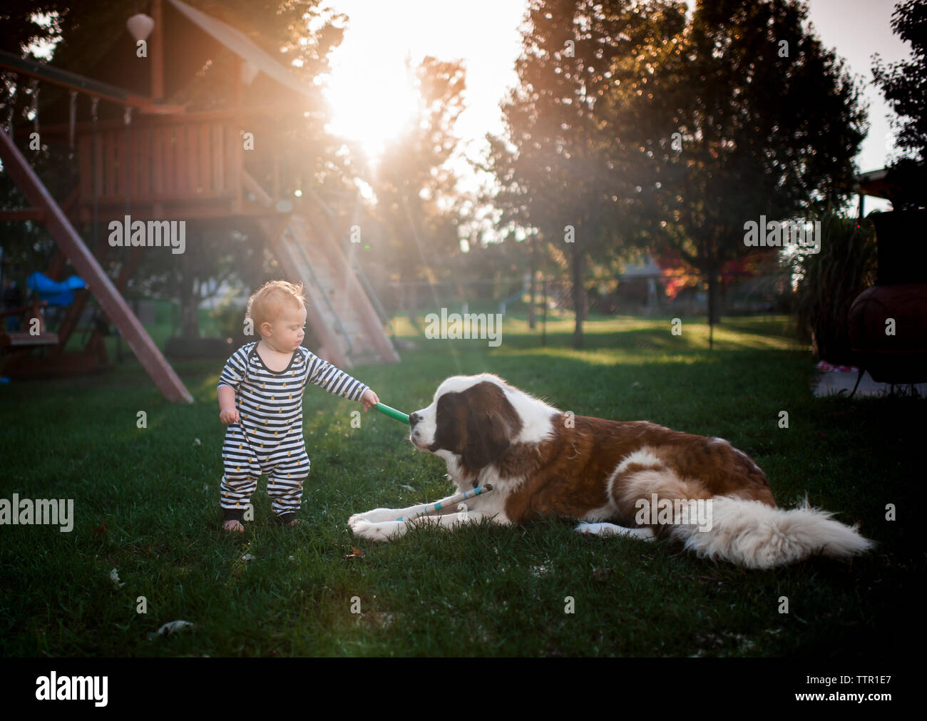 Baby Boy spielen mit Hund am Spielplatz Stockfoto