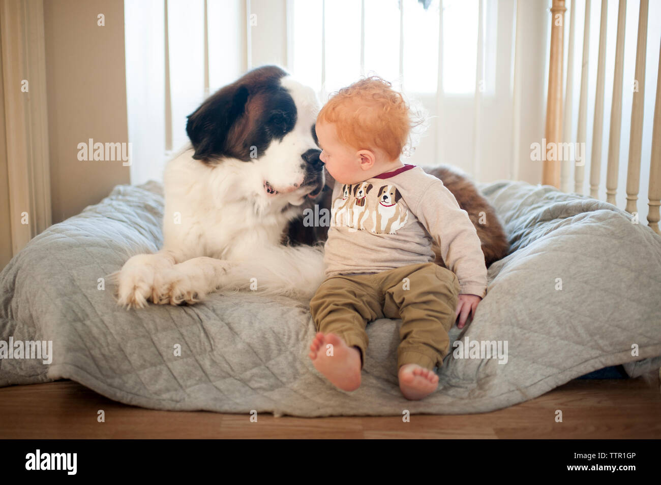 Baby Boy spielen mit Hund während auf Decke zu Hause sitzen Stockfoto