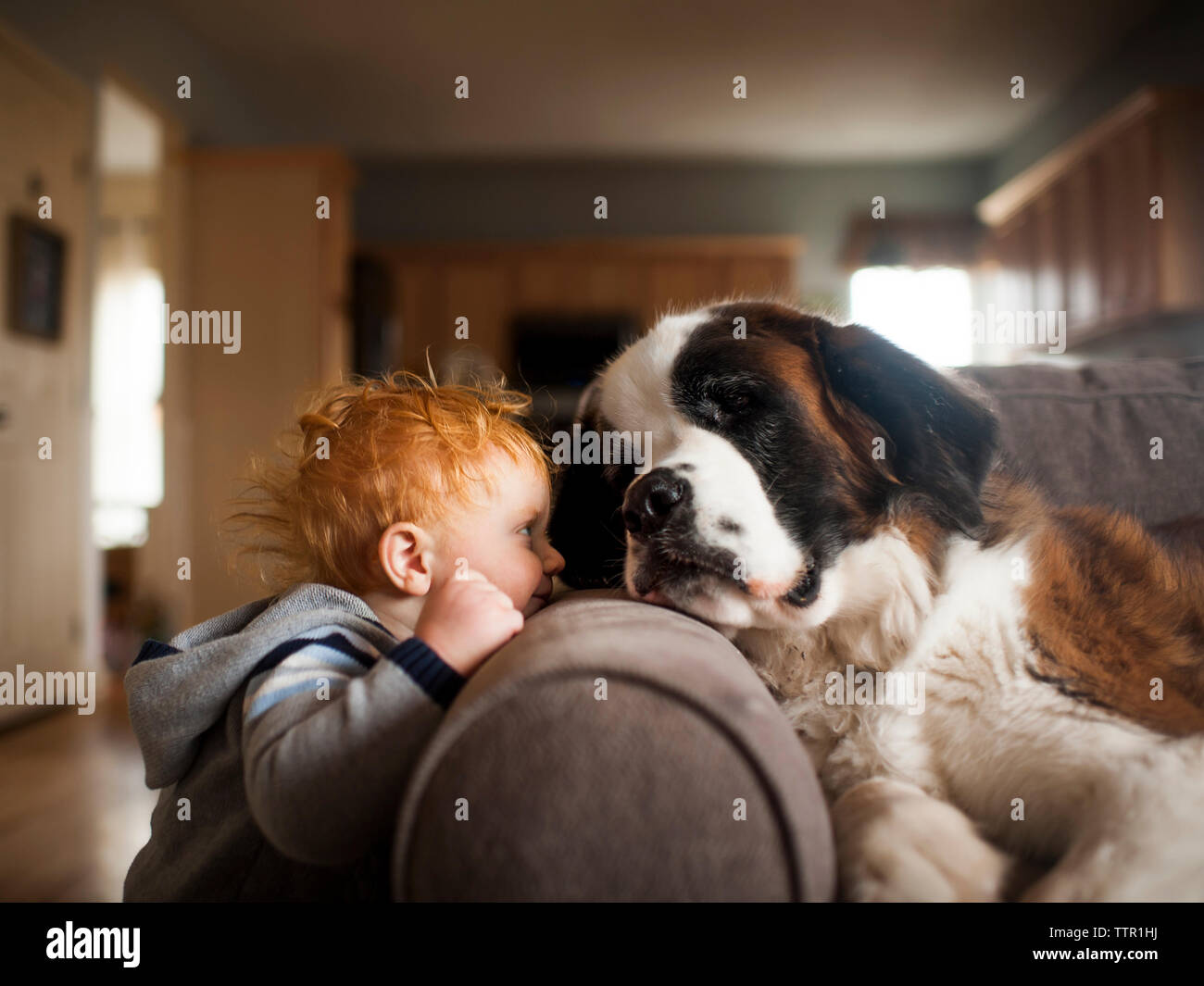 Baby Boy spielen mit Hund im Wohnzimmer zu Hause Stockfoto