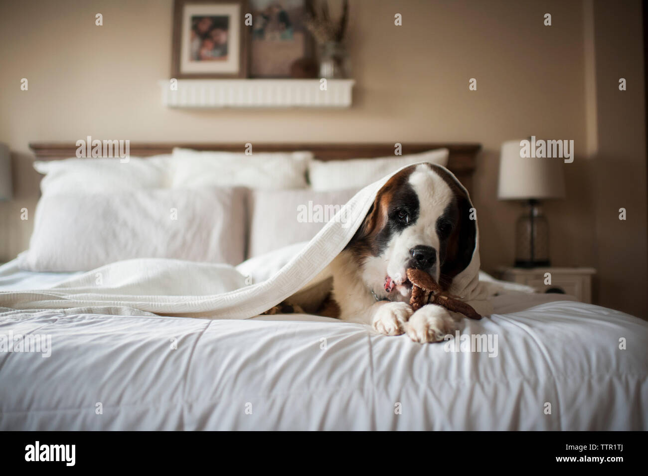 Großen St. Bernard Hund legt unter der Decke auf dem Bett kauen Spielzeug zu Hause Stockfoto
