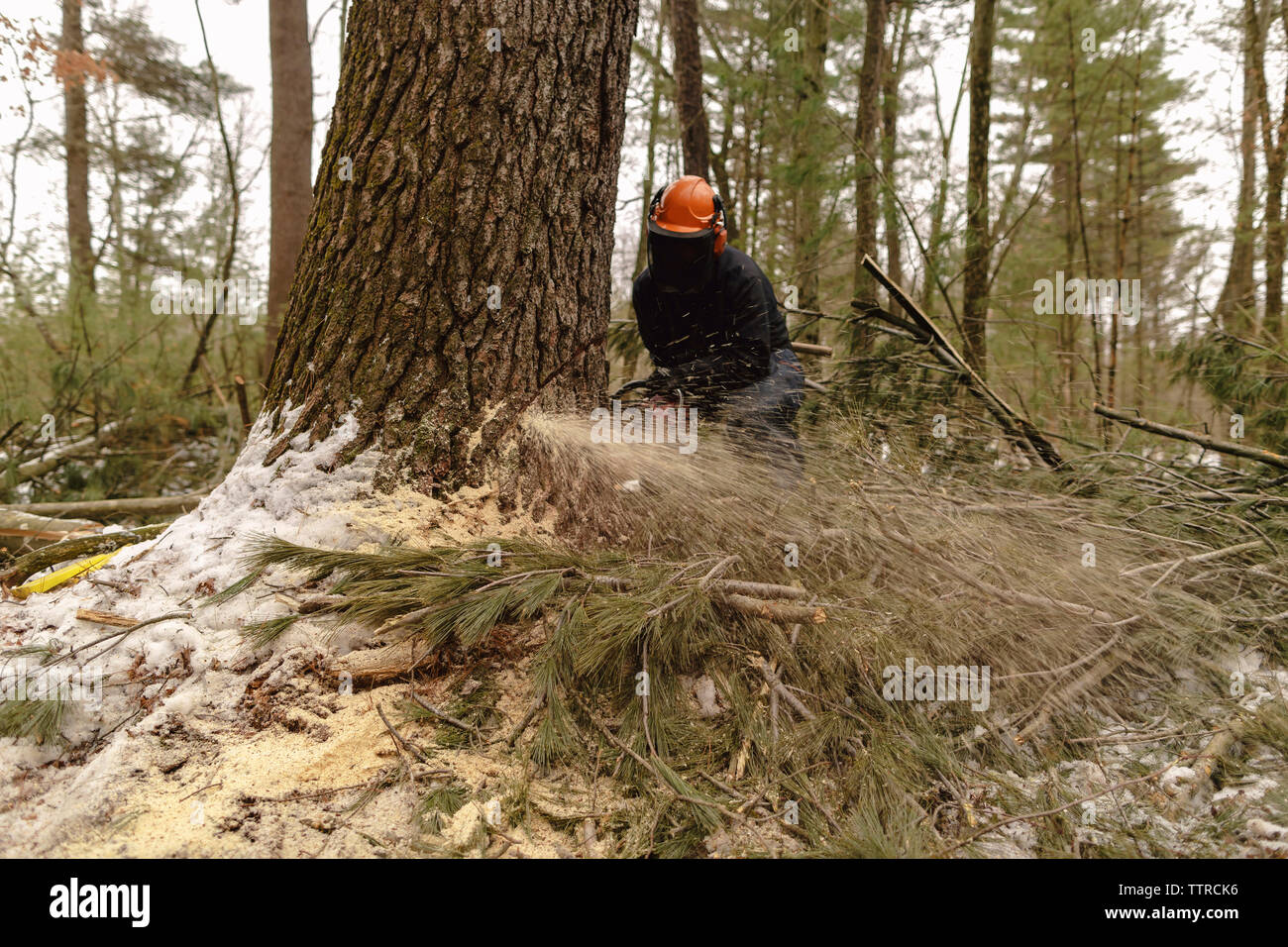 Holzfäller sägen Baum im Wald Stockfoto