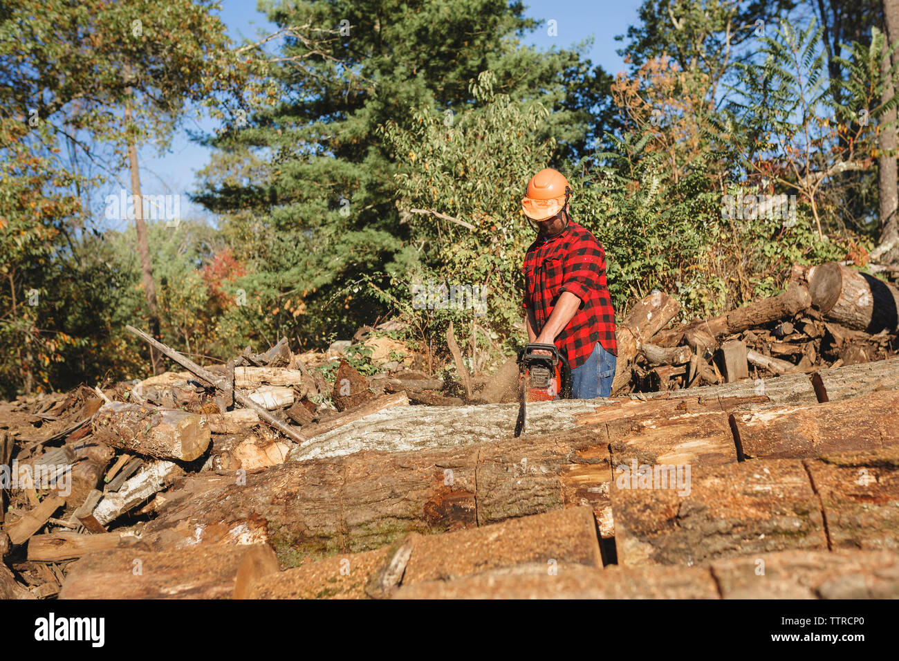 Holzfäller Schneiden von Holz mit Kettensäge Stockfoto