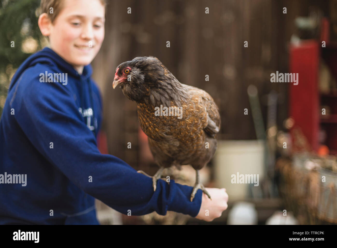 Nahaufnahme der Junge spielt mit Huhn bei Geflügel Farm Stockfoto