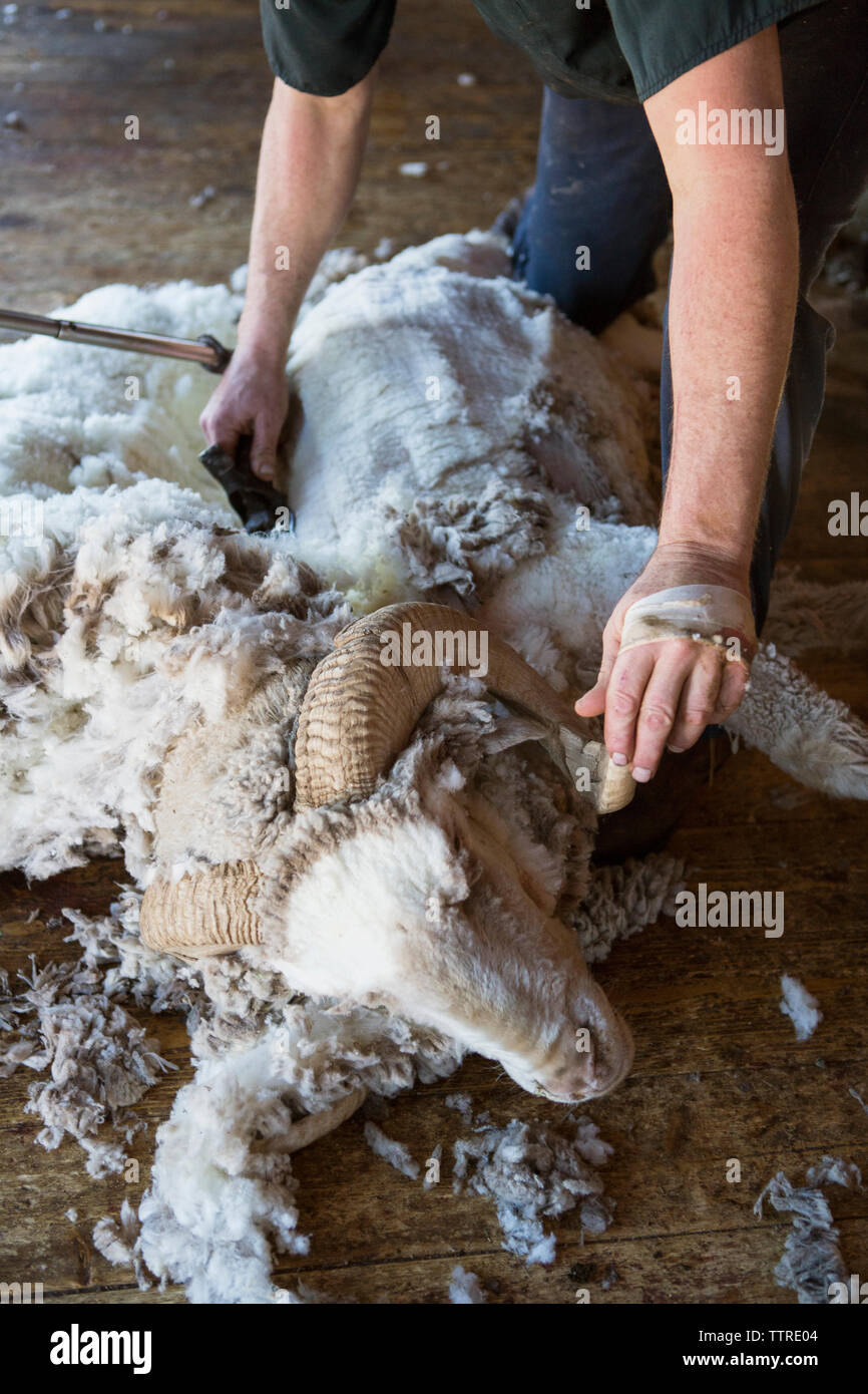 Scheren Bauer Schafe für Wolle auf dem Boden Stockfoto