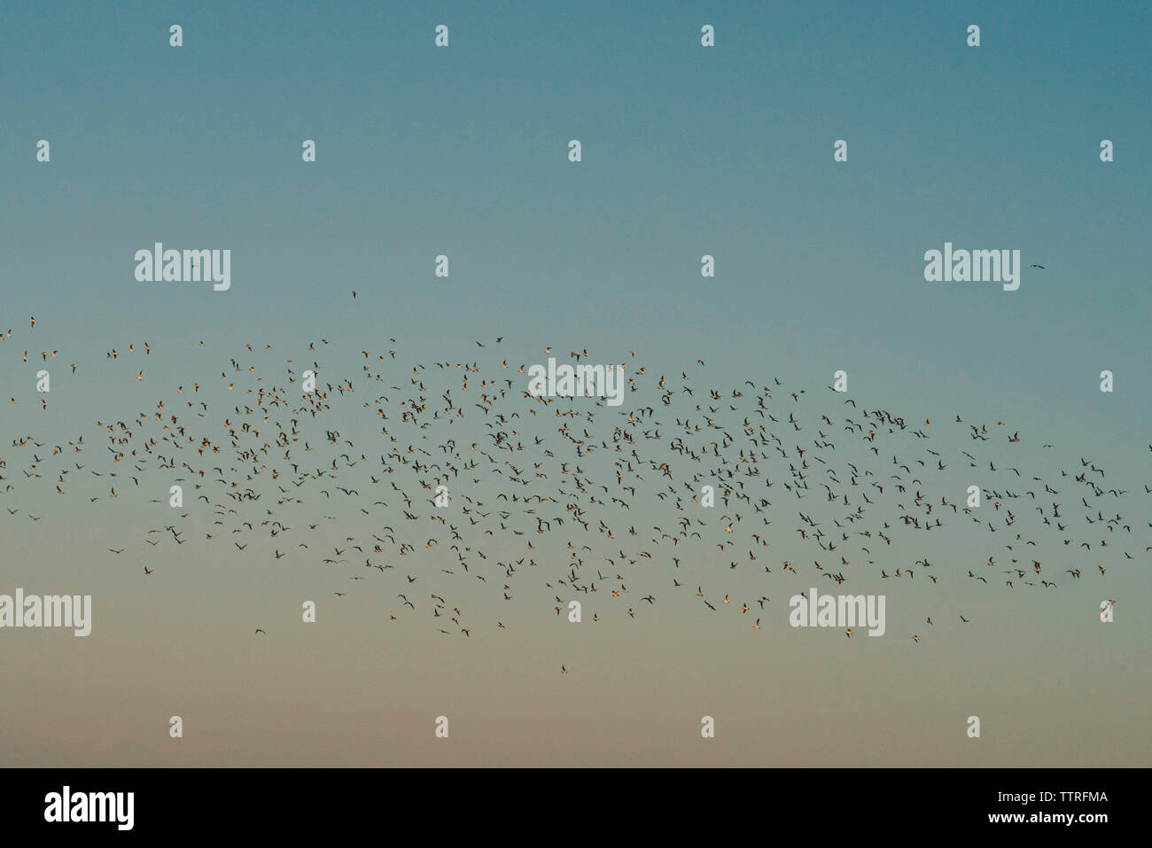 Low Angle View von Silhouette Vögel gegen Himmel bei Sonnenuntergang fliegen Stockfoto