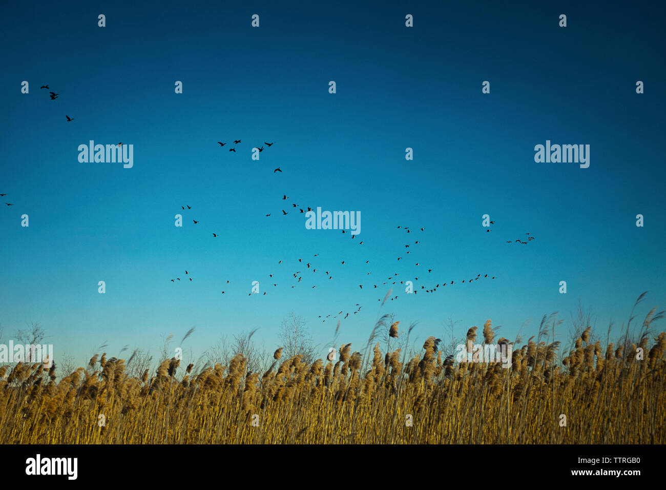 Vögel fliegen über Feld gegen blauen Himmel Stockfoto