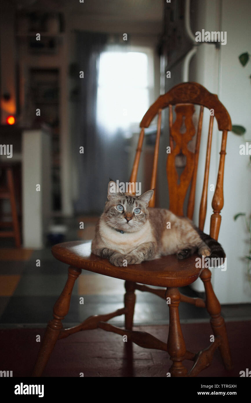 Katze auf holzstuhl zu Hause sitzen Stockfoto