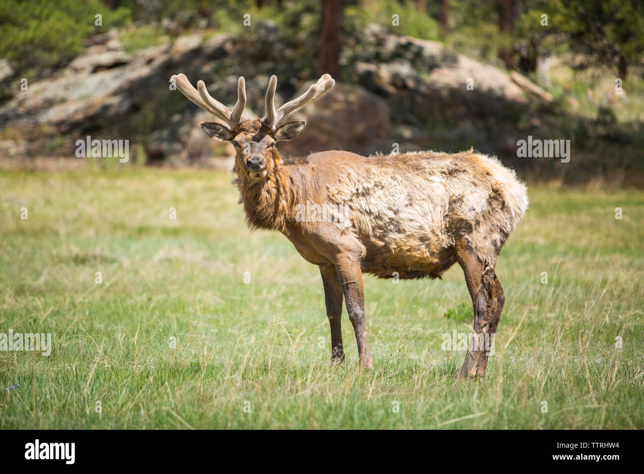 Portrait von Reh stehend auf Wiese in Yellowstone National Park während der sonnigen Tag Stockfoto