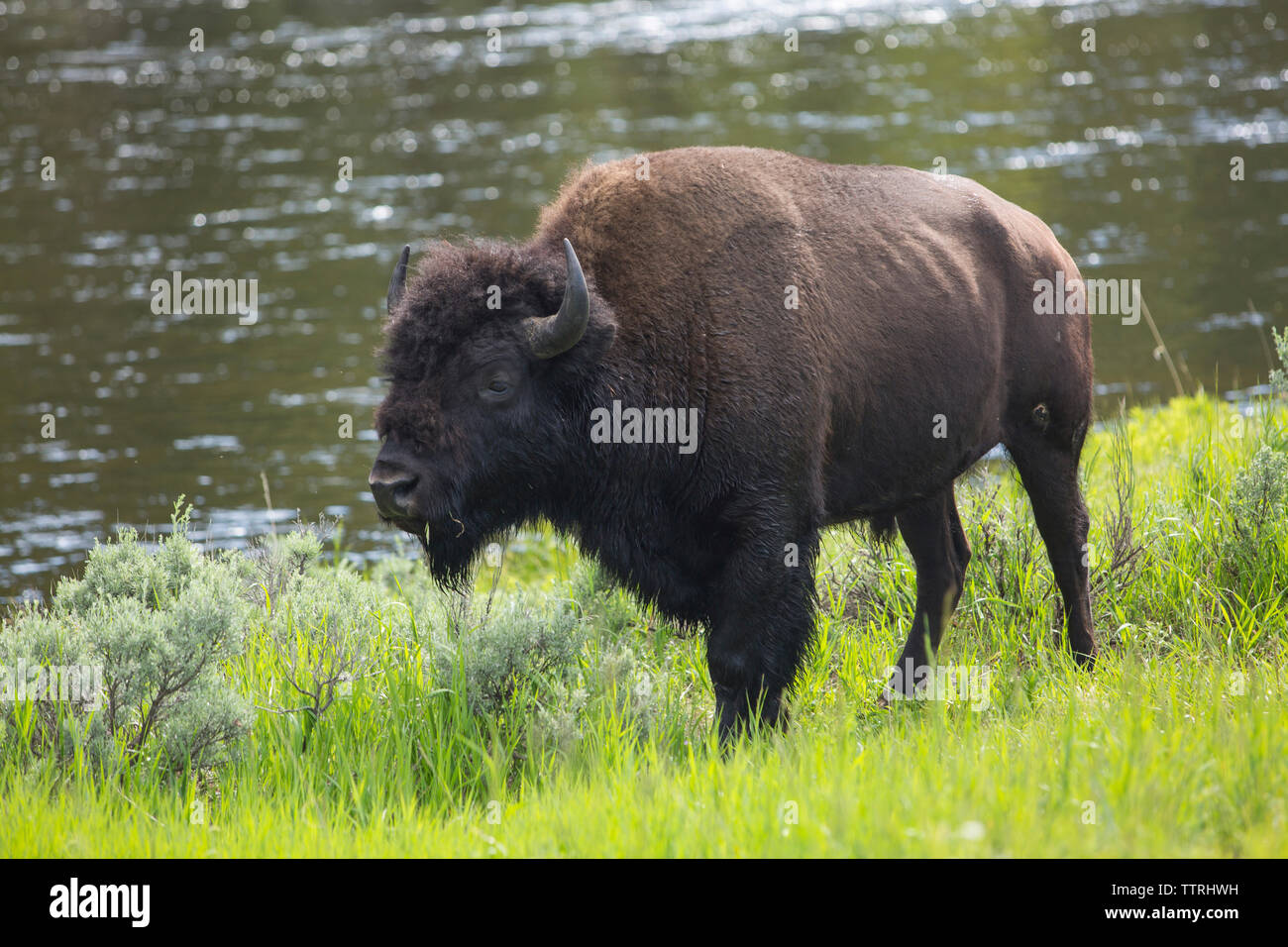 Seitenansicht der amerikanischen Bison stehend auf grünen Landschaft im Yellowstone National Park Stockfoto