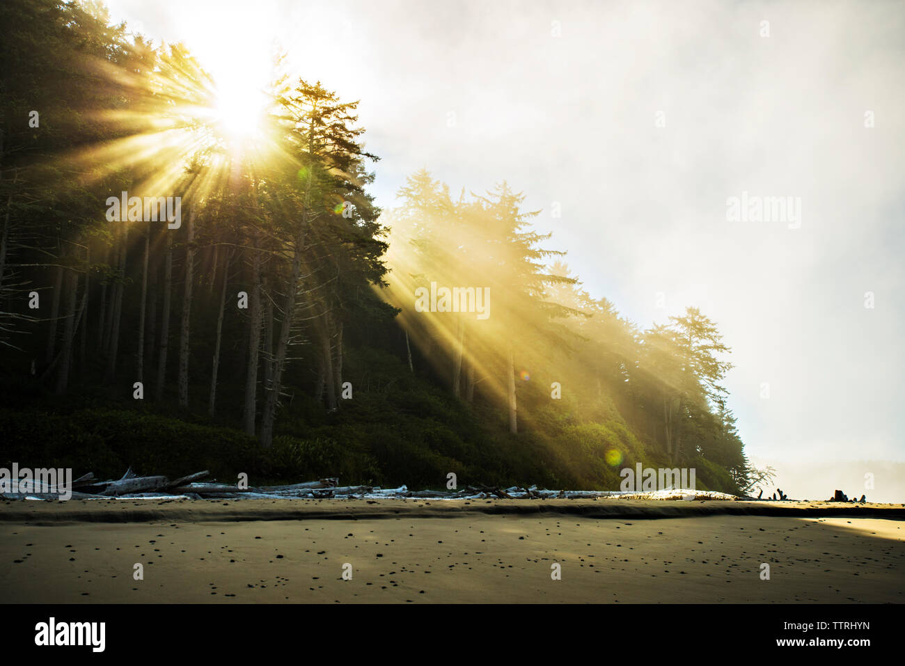 Low Angle View von Sonnenlicht, das durch die Bäume am Strand Stockfoto