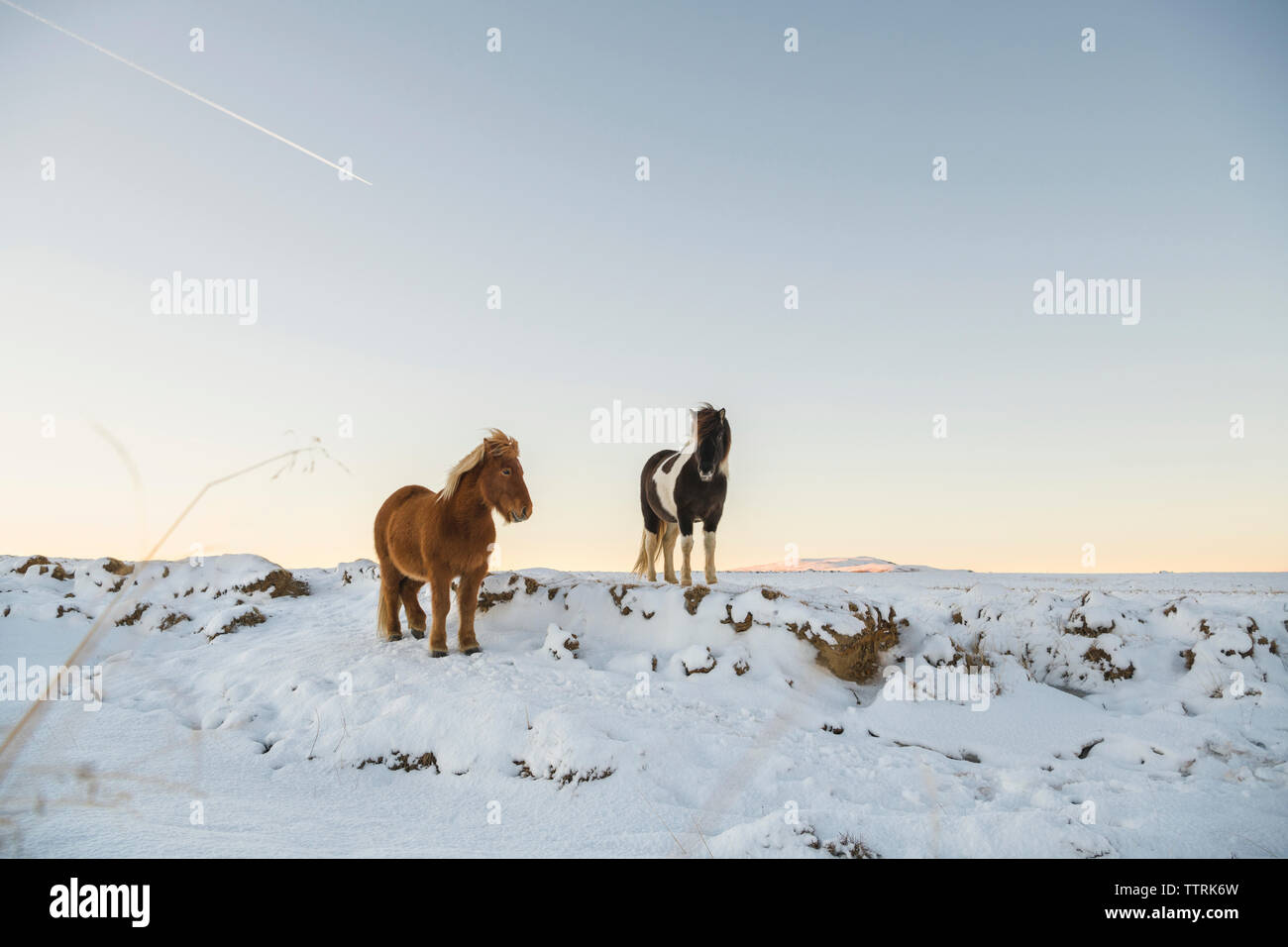 Islandpferde auf schneebedeckten Feld gegen Himmel bei Sonnenuntergang Stockfoto