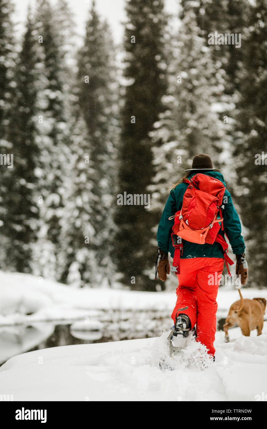 Ansicht der Rückseite Frau mit Hund Wandern auf schneebedeckten Feld im Wald Stockfoto